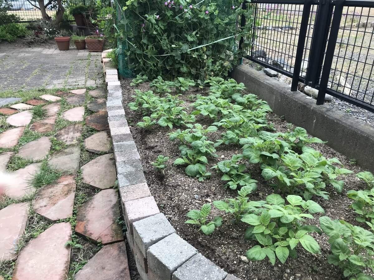 庭の一角を家庭菜園にするのもOK