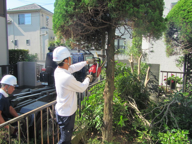 植木撤去の様子