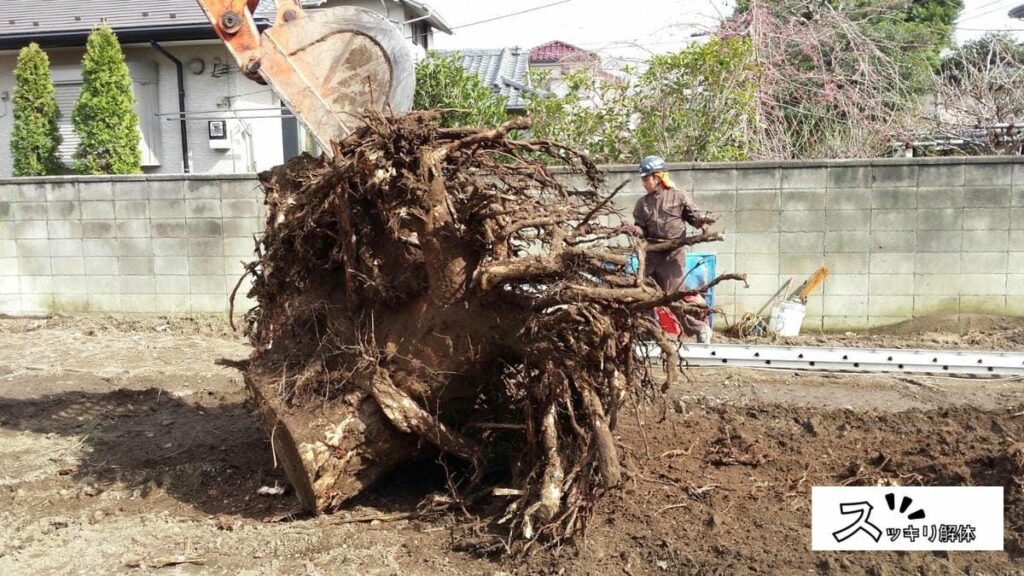 伐根作業の様子